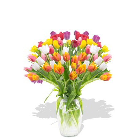 Tulipanes Galore